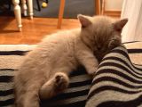 3 Aylik British Shorthair Lynxpoint Yavru