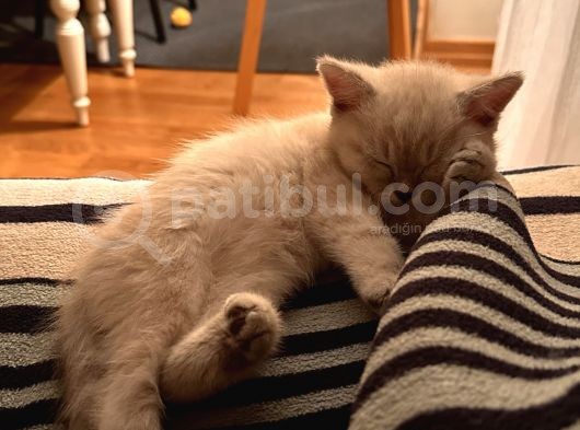 3 Aylik British Shorthair Lynxpoint Yavru görsel