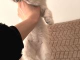 3 Aylik British Shorthair Lynxpoint Yavru