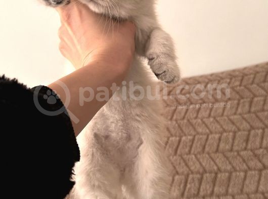 3 Aylik British Shorthair Lynxpoint Yavru görsel