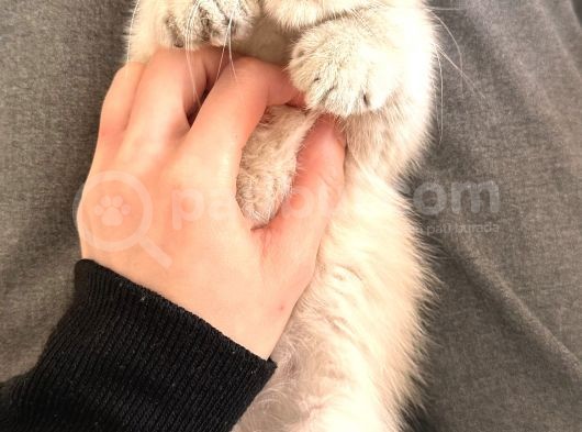 3 Aylik British Shorthair Lynxpoint Yavru görsel