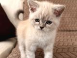 3 aylik British Shorthair Lynxpoint Yavru