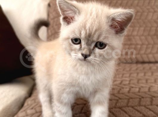 3 Aylik British Shorthair Lynxpoint Yavru