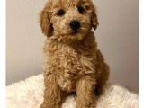 Minyatür poodle yavrular 