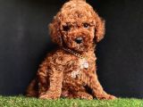 Orijinal yasal üreticiden toy poodle yavrular 