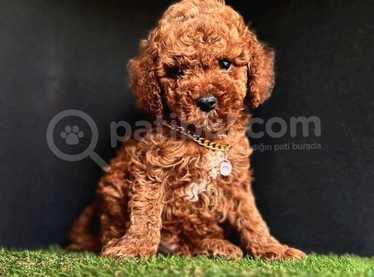 Orijinal Yasal Üreticiden Toy Poodle Yavrular 