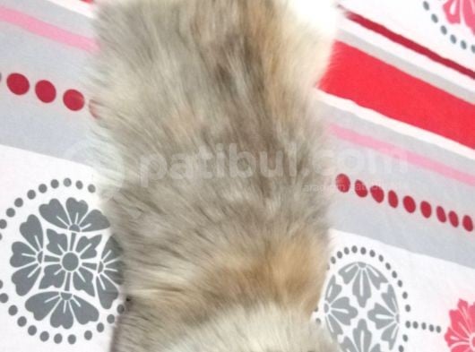 Kisirlaştirilmiş Ve Chi̇pli̇ 5 Yaşinda Prenses Long Hair görsel