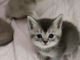 Yakışıklı Prenslerim
