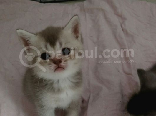 Yakışıklı Prenslerim görsel