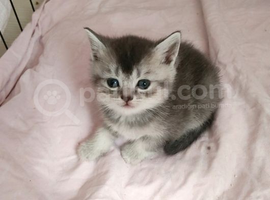 Yakışıklı Prenslerim görsel