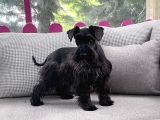 Resmi̇ Üreti̇ci̇den Mi̇nyatür Schnauzer Yavru