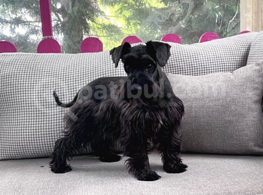 Resmi̇ Üreti̇ci̇den Mi̇nyatür Schnauzer Yavru görsel