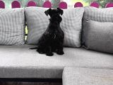 RESMİ ÜRETİCİDEN MİNYATÜR SCHNAUZER YAVRU