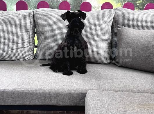 Resmi̇ Üreti̇ci̇den Mi̇nyatür Schnauzer Yavru