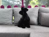Resmi̇ Üreti̇ci̇den Mi̇nyatür Schnauzer Yavru