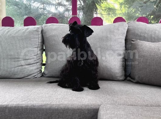 Resmi̇ Üreti̇ci̇den Mi̇nyatür Schnauzer Yavru görsel