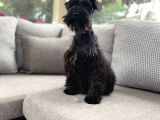 Resmi̇ Üreti̇ci̇den Mi̇nyatür Schnauzer Yavru