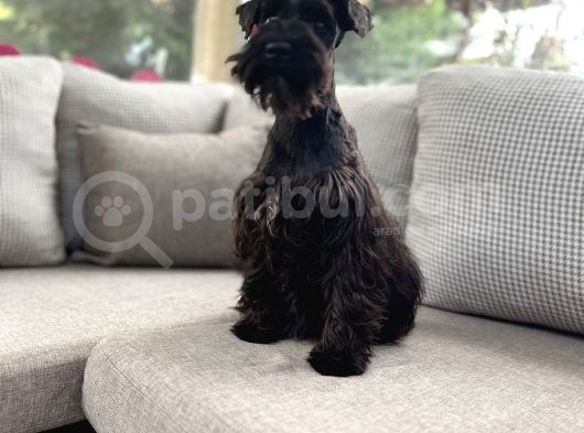 Resmi̇ Üreti̇ci̇den Mi̇nyatür Schnauzer Yavru görsel