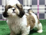 Resmi̇ Üreti̇ci̇den Shi̇h Tzu Yavru