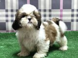 RESMİ ÜRETİCİDEN SHİH TZU YAVRU