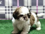 Resmi̇ Üreti̇ci̇den Shi̇h Tzu Yavru