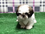 Resmi̇ Üreti̇ci̇den Shi̇h Tzu Yavru