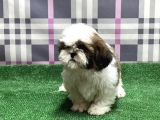 Resmi̇ Üreti̇ci̇den Shi̇h Tzu Yavru