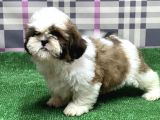 Resmi̇ Üreti̇ci̇den Shi̇h Tzu Yavru