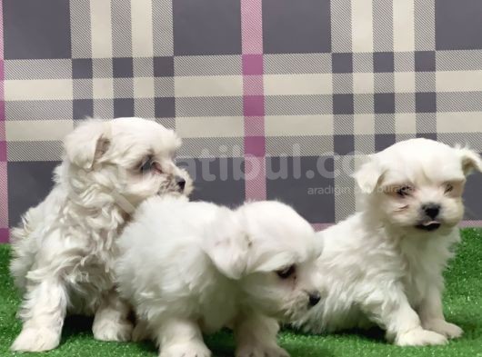 Resmi̇ Üreti̇ci̇den Maltese Terri̇er Yavru görsel