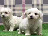 Resmi̇ Üreti̇ci̇den Maltese Terri̇er Yavru
