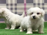 RESMİ ÜRETİCİDEN MALTESE TERRİER YAVRU