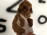 Evde bakılan Red toy poodle yavrularım