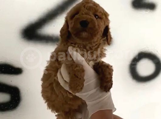 Evde Bakılan Red Toy Poodle Yavrularım