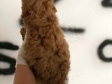 Evde Bakılan Red Toy Poodle Yavrularım