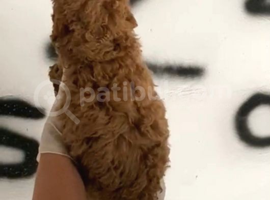 Evde Bakılan Red Toy Poodle Yavrularım görsel
