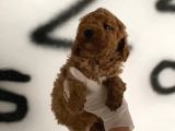 Evde Bakılan Red Toy Poodle Yavrularım