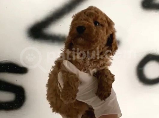 Evde Bakılan Red Toy Poodle Yavrularım görsel