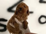 Evde Bakılan Red Toy Poodle Yavrularım