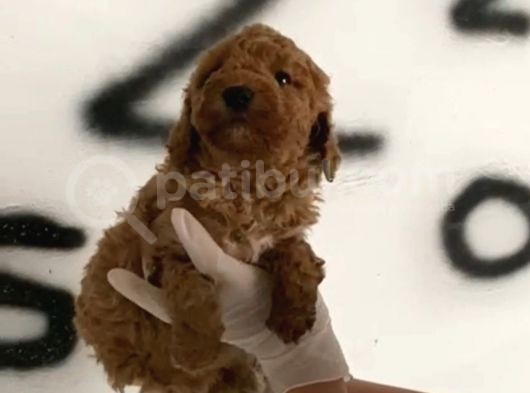 Evde Bakılan Red Toy Poodle Yavrularım görsel