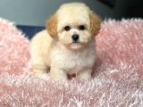 Üst Kalite Baby Face Maltipoo Yavrum