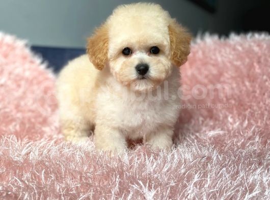 Üst Kalite Baby Face Maltipoo Yavrum görsel