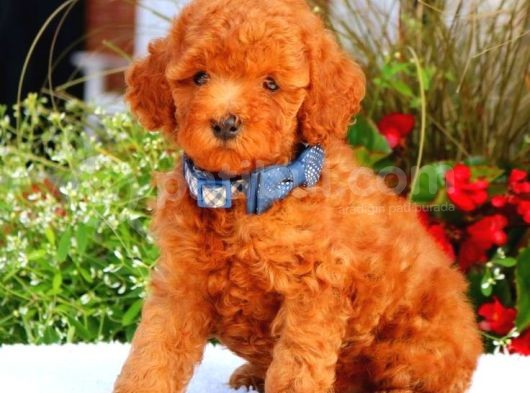 Tooy Poodle Yavrumuz 0 Teacup 