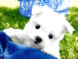 Maltesse Terrier Cinsi Güzel Yavrular 