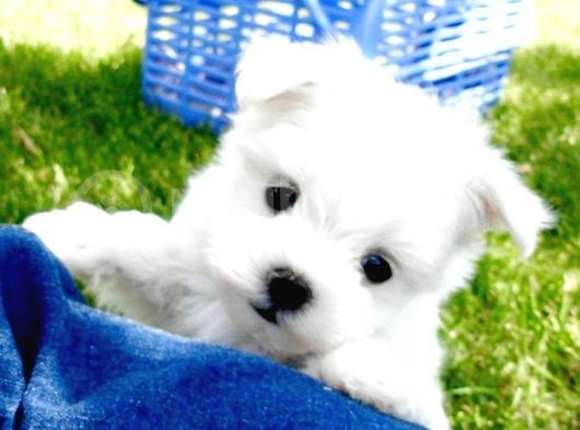 Maltesse Terrier Cinsi Güzel Yavrular 