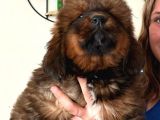 Tibet Mastiff Yavrular