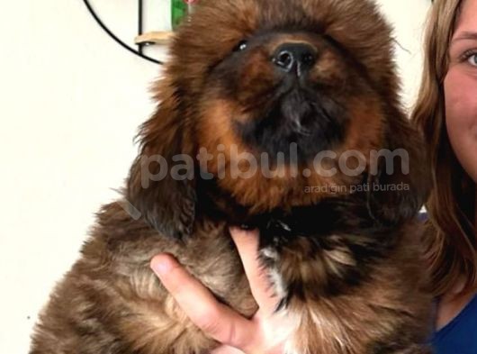 Tibet Mastiff Yavrular görsel