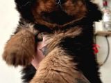 Tibet Mastiff Yavrular