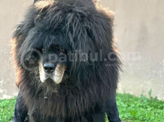 Tibet Mastiff Yavrular görsel