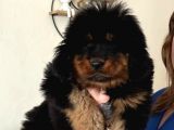 Tibet Mastiff Yavrular