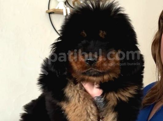 Tibet Mastiff Yavrular